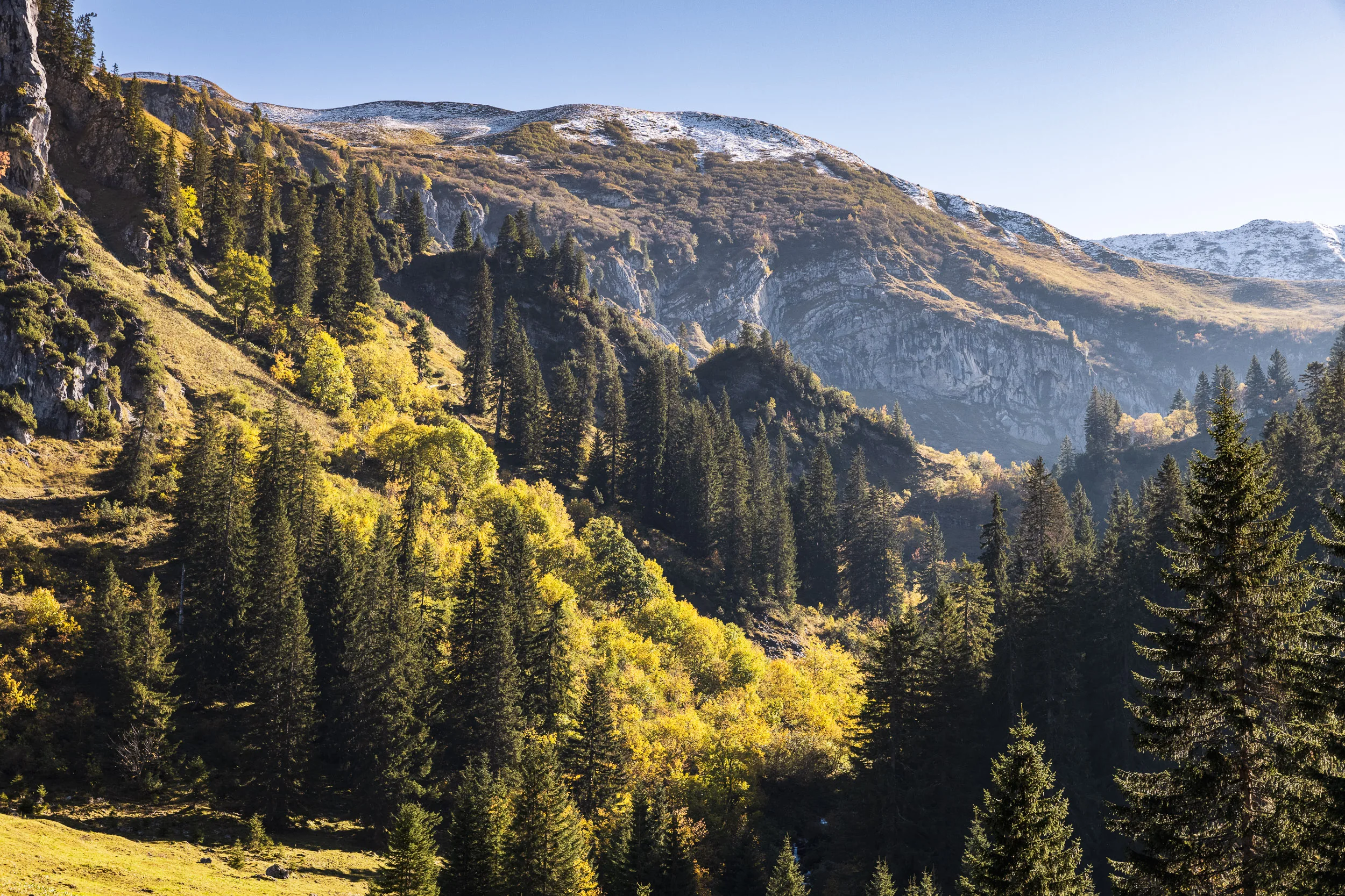 Herbstlicher Bergwald und Almen unter felsigen Gipfeln im Kleinwalsertal
