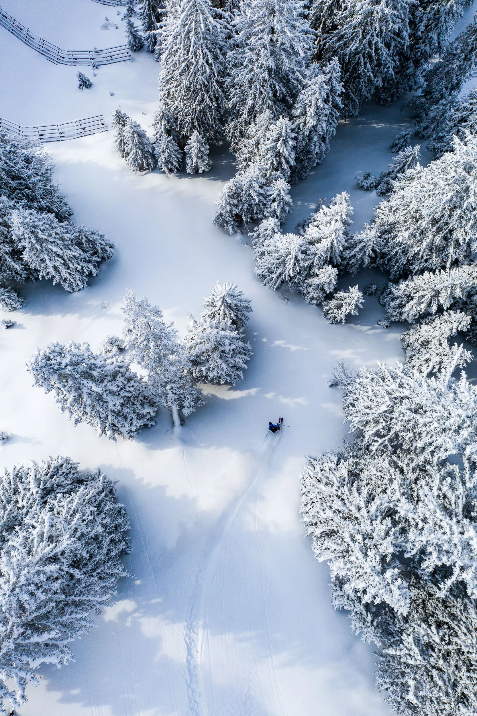 Florian Häusler fährt mit Ski durch eine breite Schneise im tief verschneiten Bergwald.