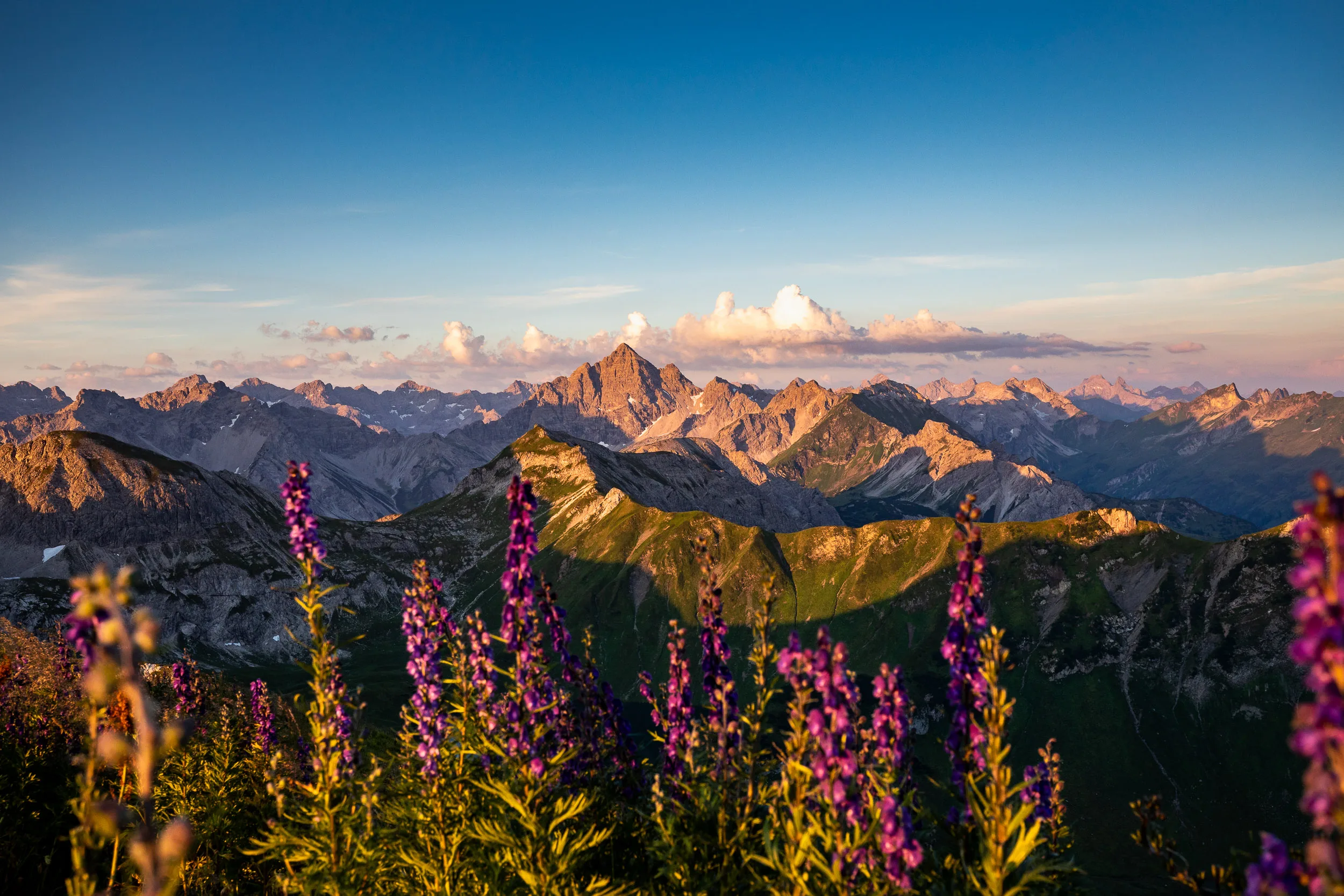 Violette Alpenblumen stehen vor einer gestaffelten Bergkette im Abendlicht