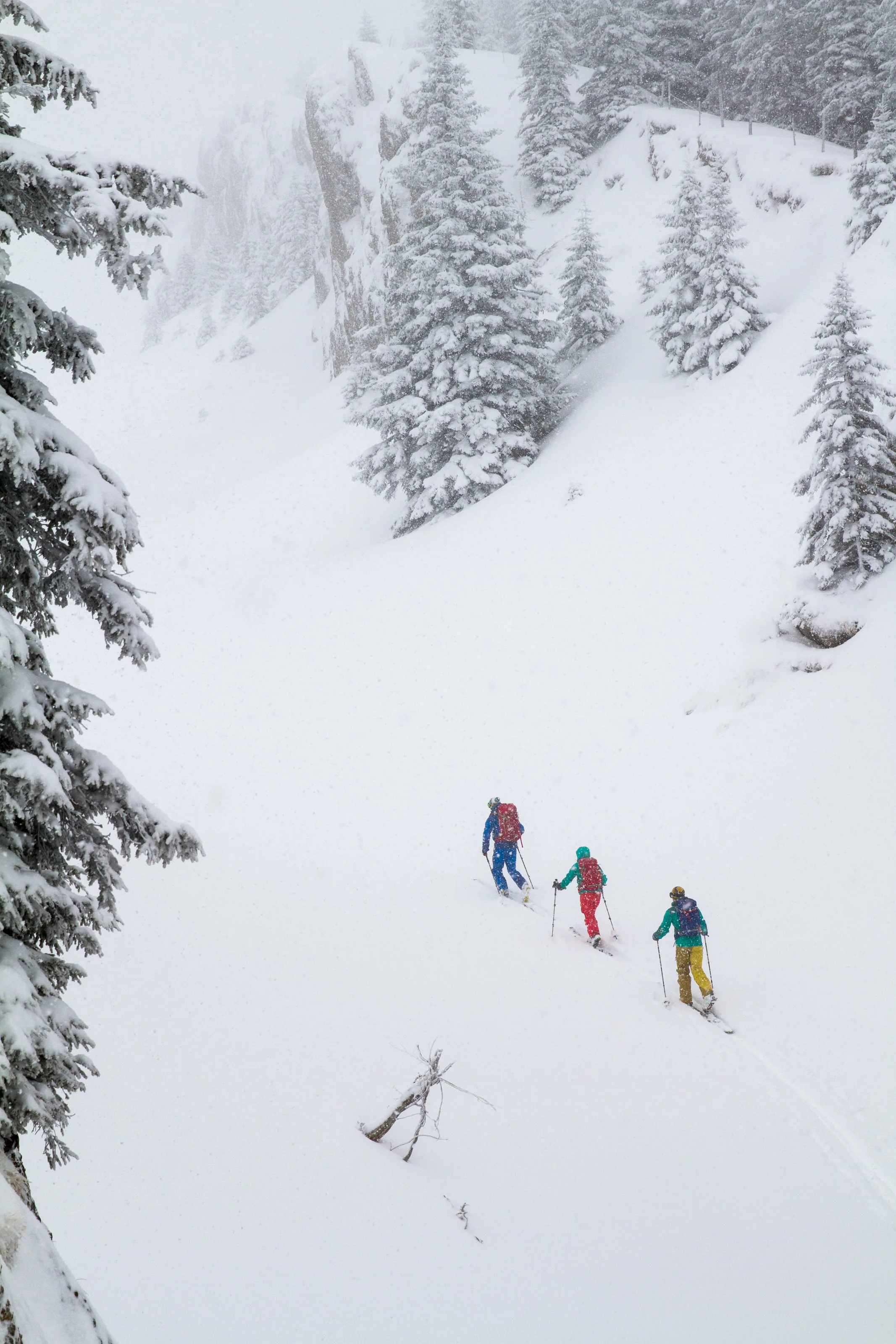Drei Skitourengeher steigen durch eine steile, von Fichten gerahmte Schneeflanke