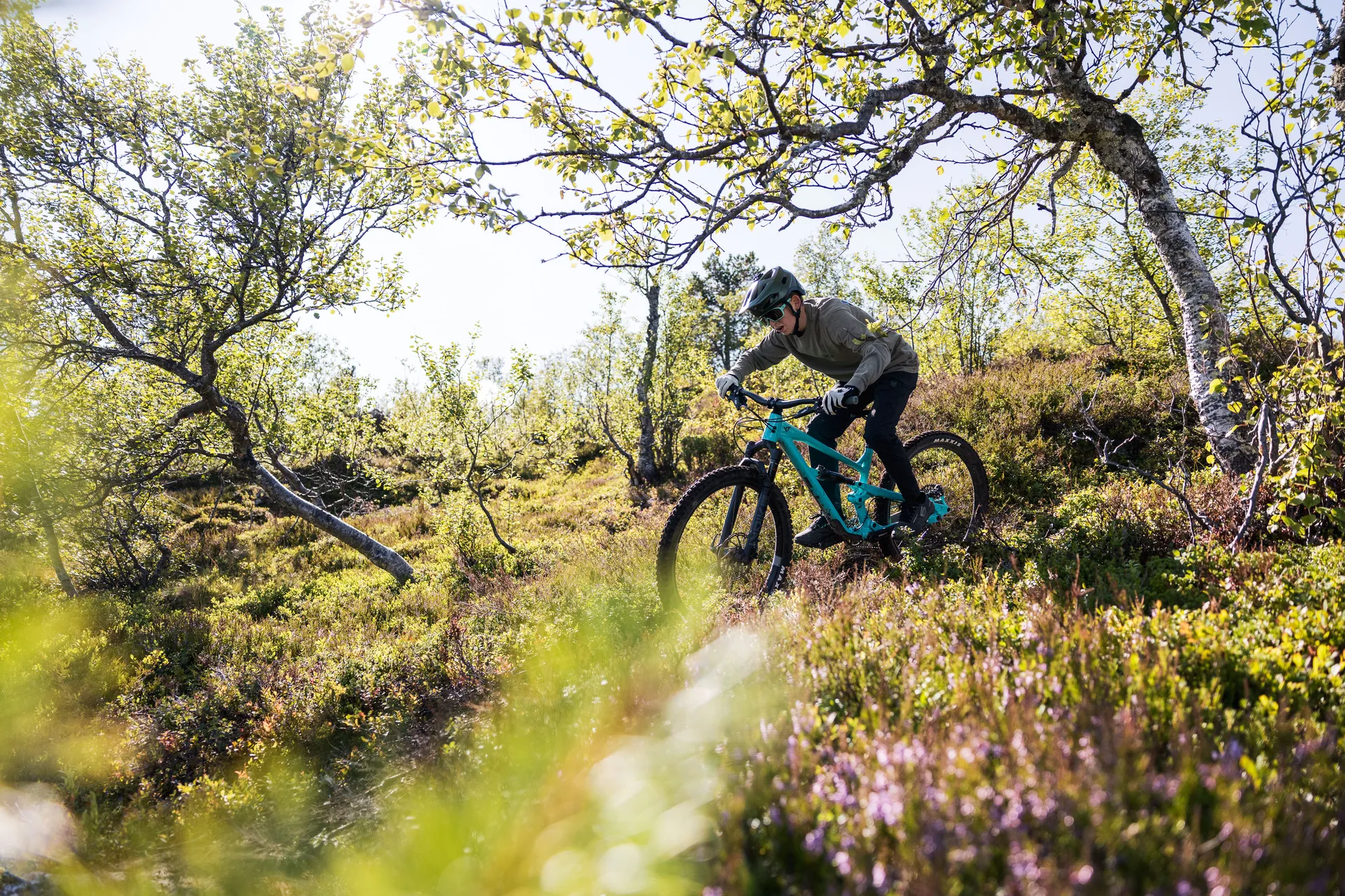 Mountainbiker fährt durch eine sonnige Kurve zwischen Birken und violettem Heidekraut