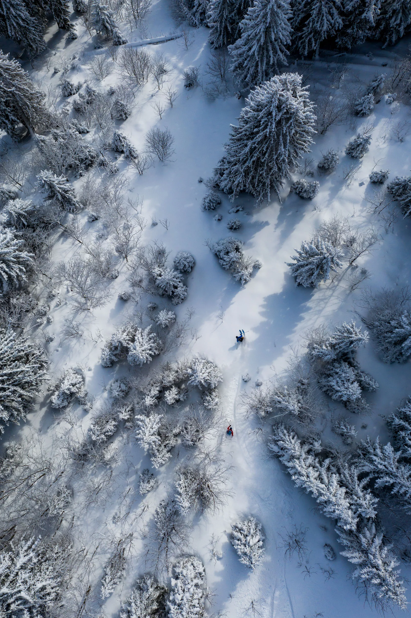 Florian Häusler und ein weiterer Skifahrer fahren durch tiefen Schnee in einem verschneiten Bergwald.