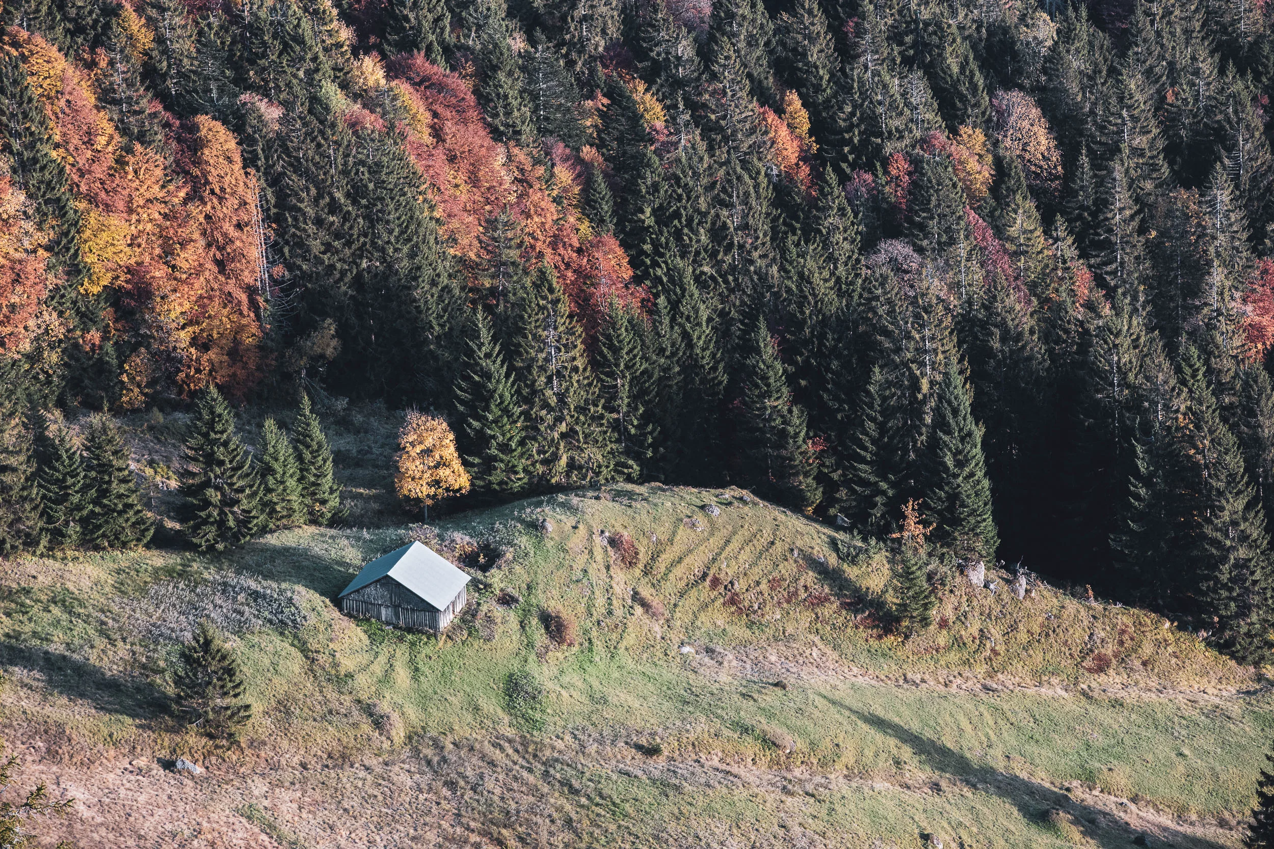 Eine kleine Almhütte liegt am Rand eines herbstlich gefärbten Bergwalds in der Nagelfluhkette.
