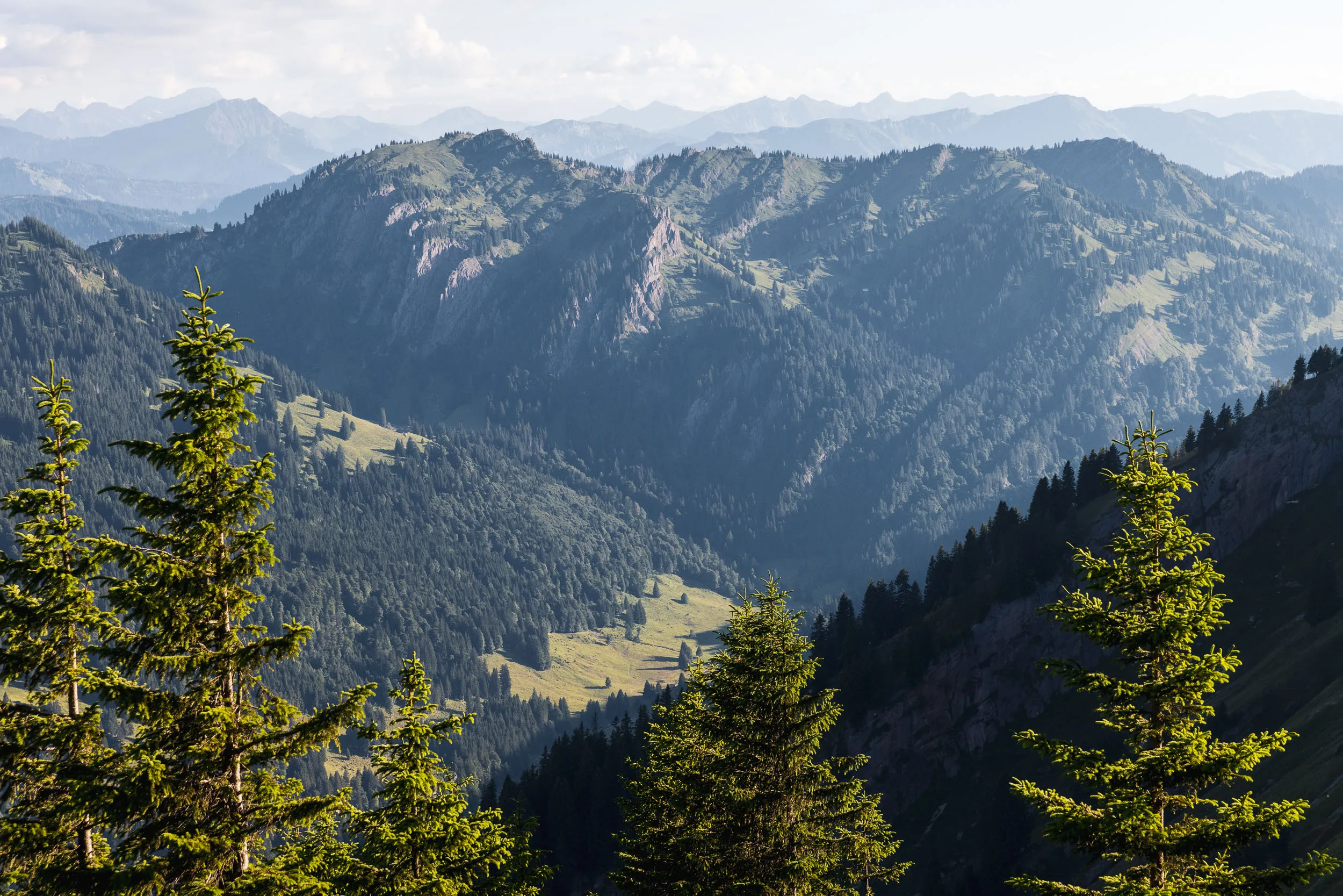 Nadelbäume rahmen den Blick auf bewaldete Täler, grüne Hänge und ferne Bergketten.