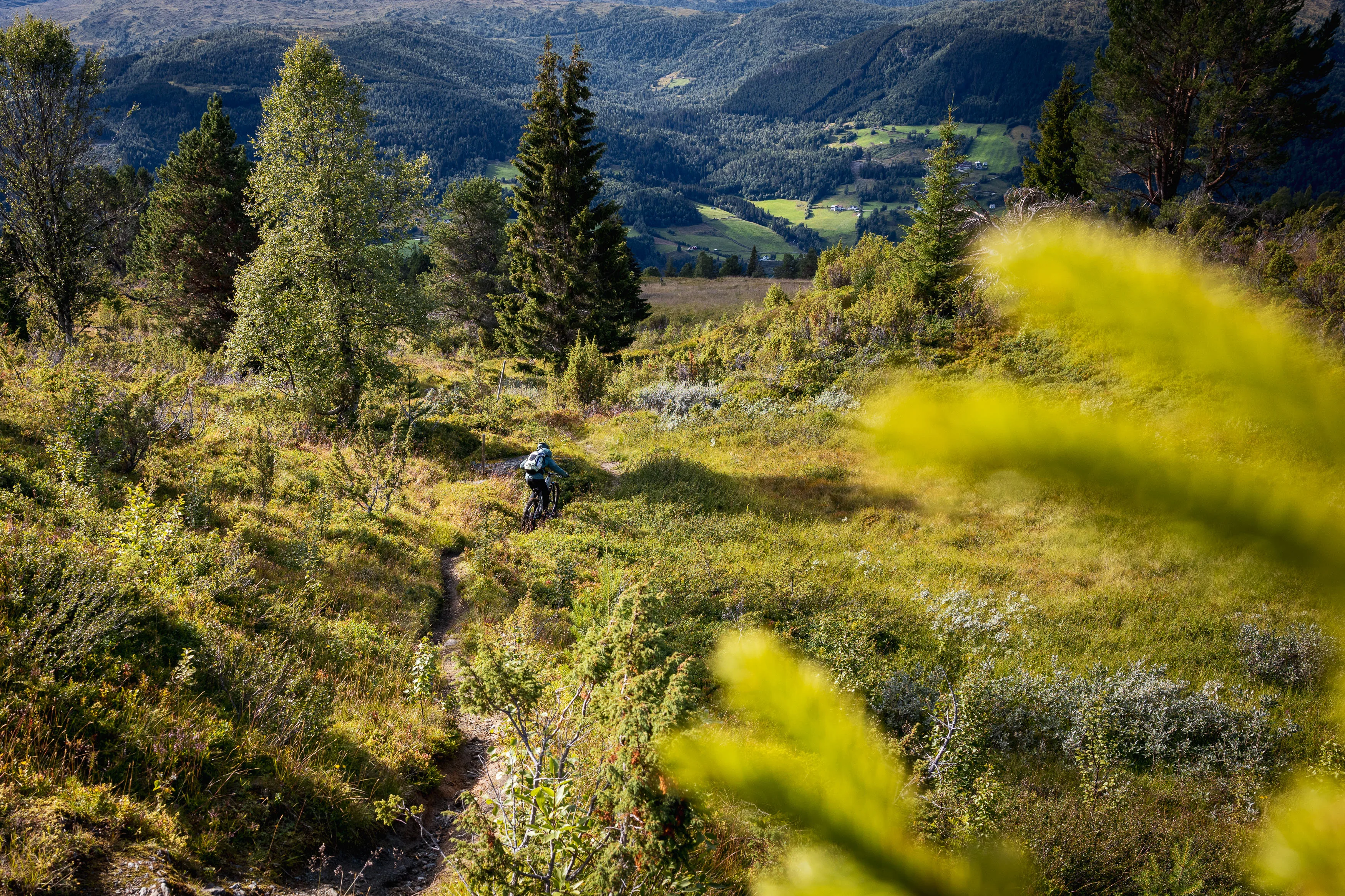 Mountainbiker fährt einen schmalen Pfad durch lichten Bergwald hinab
