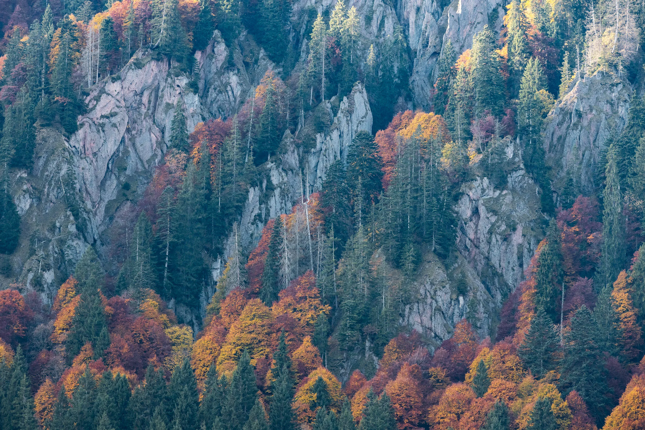 Helle Felszacken ragen über einen dichten Wald in kräftigen Herbstfarben