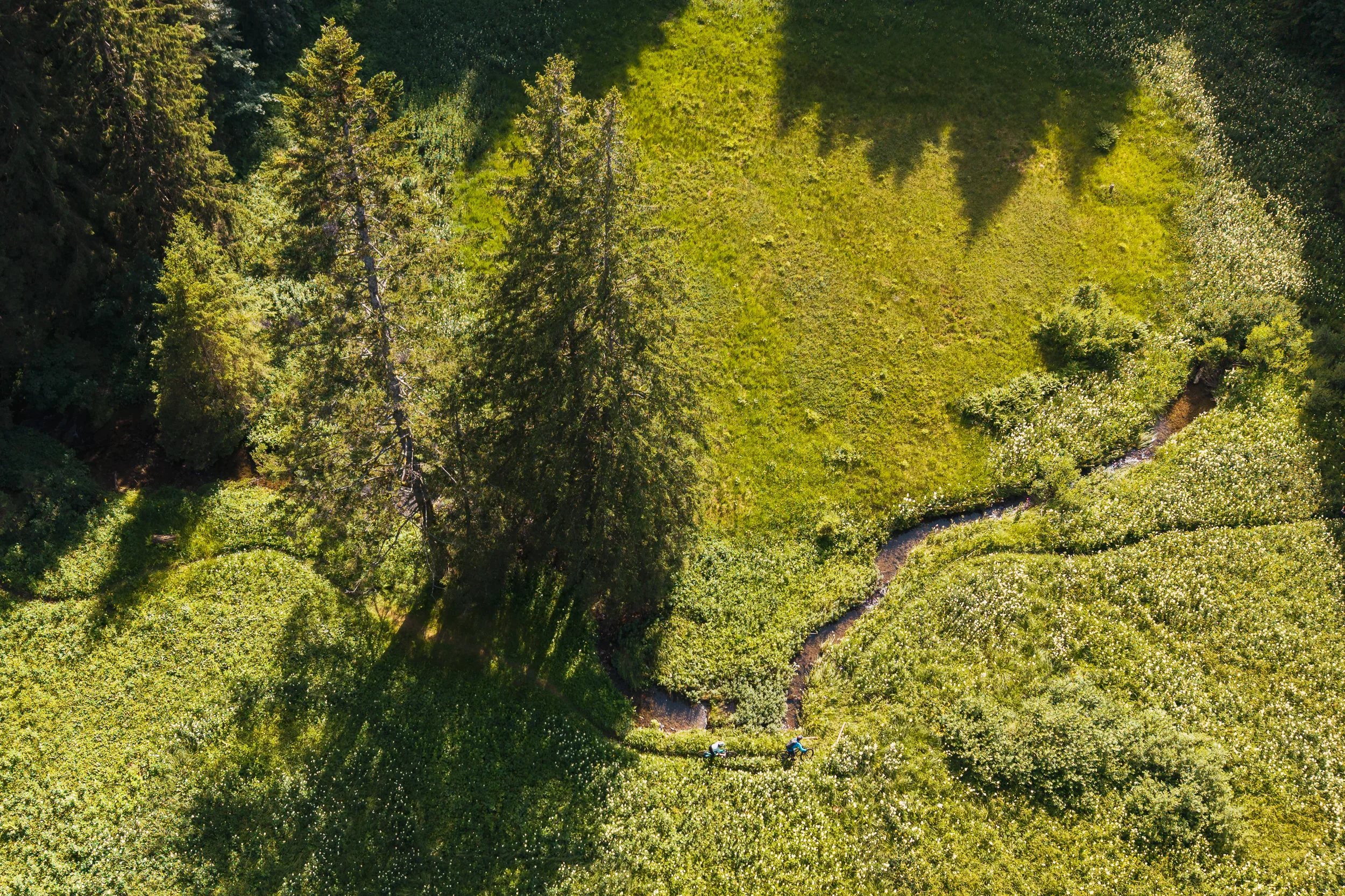 Zwei Mountainbiker folgen einem schmalen Weg durch dichtes Grün am Gschwenderberg